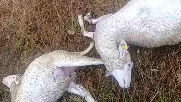 Kırklareli'nde Şiddetli Yağış Zarar Verdi