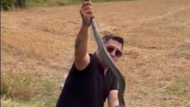Yılancı Kemal, Yılanı Elle Yakaladı