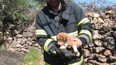 Köpek Yavrusu Kuyudan Kurtarıldı
