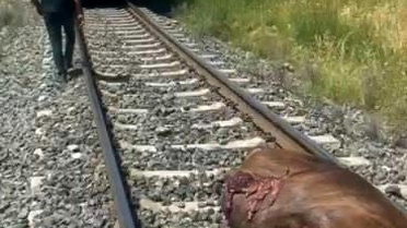 Tren İneğe Çarptı, Telef Oldu