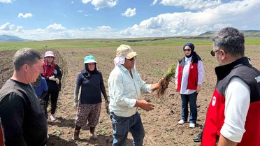 Yürekveren'de Ada Çayı Üretimi Başladı