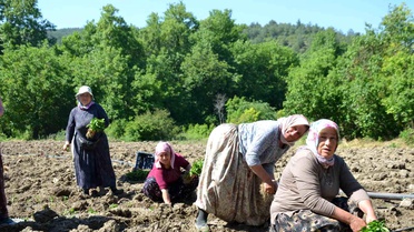 Çukurören Biberi Toprakla Buluştu