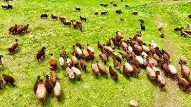 Sinek Yaylası'nda Doğanın Güzellikleri