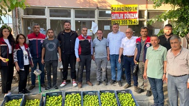 Aydın'da İncir Üretimi İçin Denetimler Devam Ediyor