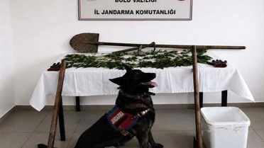 Bolu'da Kenevir Operasyonu: 73 Kök Ele Geçirildi