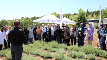 Eskişehir'de Altın Otu Hasadı Yapıldı