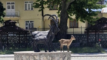 Yaban Keçisi Şehirde!