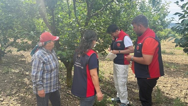 Eceabat’ta Akdeniz Meyve Sineği Mücadelesi