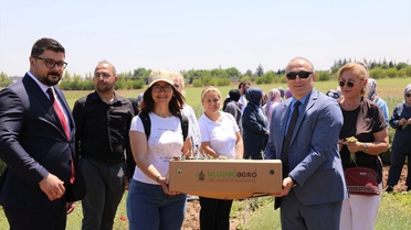 Eskişehir'de Altın Otu Hasadı Yapıldı