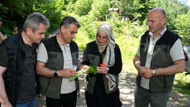 Kestane Gal Arısı ile Mücadelede Samuray Arıları Salındı