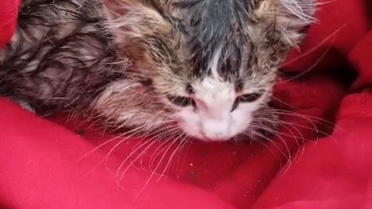 Kediyi Kuyuya Düşmekten İtfaiye Kurtardı