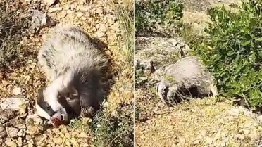 Yer: Malatya! Dünyanın en korkusuz hayvanını tek hamlede bayılttı