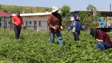 Erciyes Üniversitesi'nde Çilek Üretimi