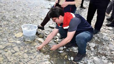 Mersin Balığı Yavruları Doğaya Bırakıldı