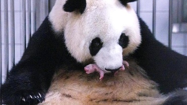 Everland'da Dev Panda Yavru Doğurdu
