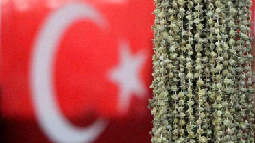 Amasya Bamyası Ithalata Karşı