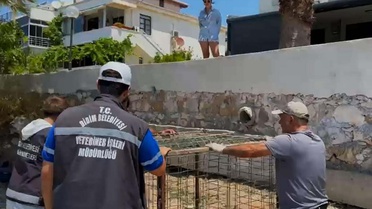 Aydın'da İlk Caretta Caretta Yuvası Bulundu