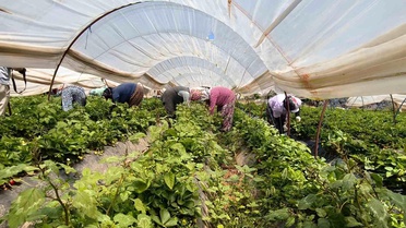 Aydın'da Kadın İşçiler Çilek Hasadında