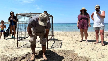 Aydın'da yılın ilk Caretta Caretta yuvası tespit edildi