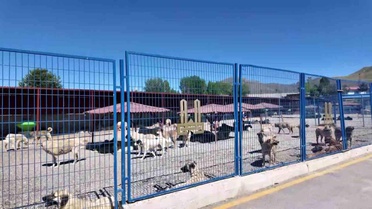 Bakan Mustafa Çiftçi'nin Erzurum'daki sokak köpeği başarısı Türkiye'ye örnek oluyor