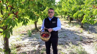 Bilecik'te Kiraz Hasadı Devam Ediyor