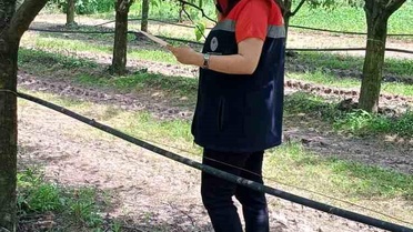Fındık Bahçelerine Kahverengi Kokarca Uyarısı
