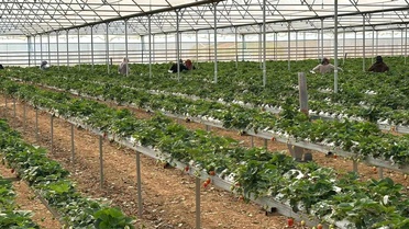 DOĞAKA'nın desteklediği projede çilekler hasat edilmeye başlandı
