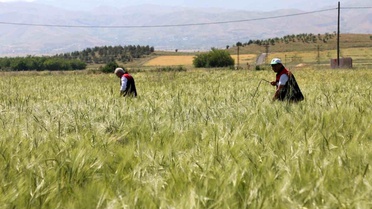 Elazığ'da Süne Nimf Çalışmaları Değerlendirildi