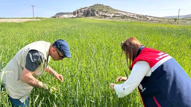 Afyon'da Hububat Rekoltesi İçin Kontroller Devam Ediyor