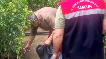 Samsun'da Bitki Kontrolleri Artıyor