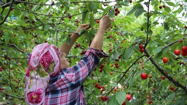 Türkiye'de Kiraz İhracatında Artış Bekleniyor