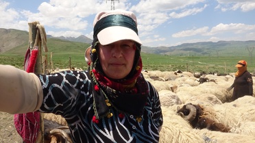 Yüksekova'da Berivanların Zorlu Yayla Mesaisi