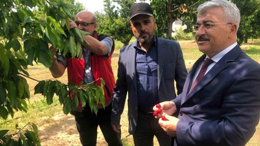 Akşehir Kirazı'na Saha İncelemesi