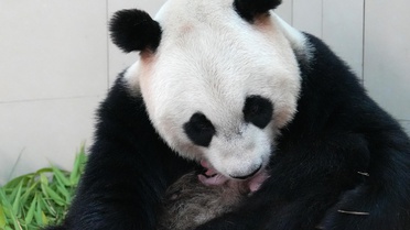 Dev Panda Yavrusu Dünyaya Geldi
