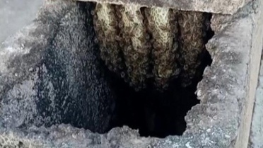 Adıyaman'da Arılar Bacadan Kovana Taşındı