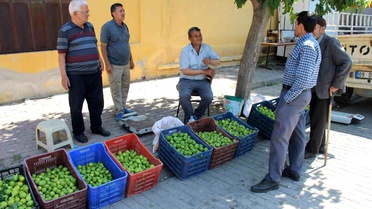 Aydın'da İlekler 500 TL'den Satılıyor