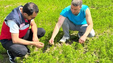 Çörek Otu Üretiminde Teknik İnceleme