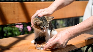 Edirne'de Ağaçta Mahsur Kalan Kedi Kurtarıldı