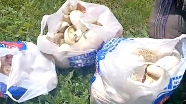 Aziziye'de Mantar Bolluğu