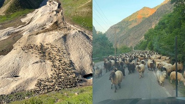 Hakkari'de Yayla Sezonu Gecikti