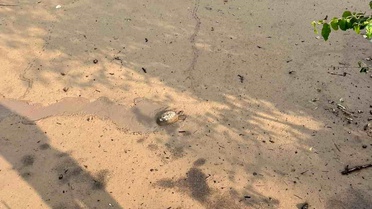 Osmaniye'de çamura saplanan kaplumbağayı itfaiye kurtardı