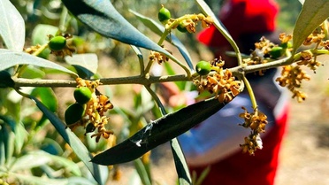 Zeytin Üreticilerine İlaçlama Uyarısı
