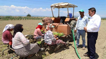 Saruhanlı'da tütün mesaisi başladı