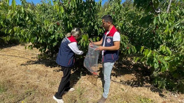 Söke'de Kiraz Bahçelerine Sağlık Kontrolü