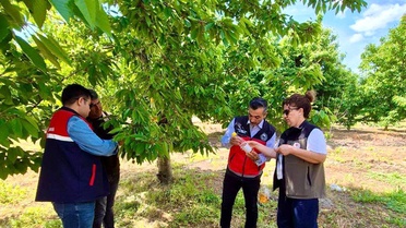 Sultandağı'nda Organik Kiraz Projesi Devam Ediyor