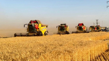 Türkiye'nin en büyük tarım işletmesinde hasat zamanı