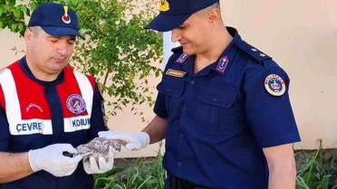 Yozgat'ta Yavru Baykuş Koruma Altına Alındı