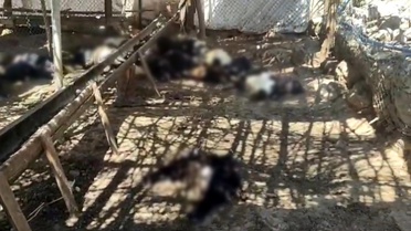 Siirt'te Başlı Başına Köpek Saldırısı: 26 Keçi Telef Oldu