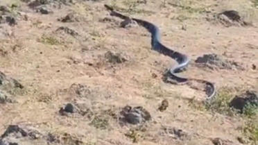 Diyarbakır'da yaklaşık 3 metre uzunluğunda yılan görüntülendi