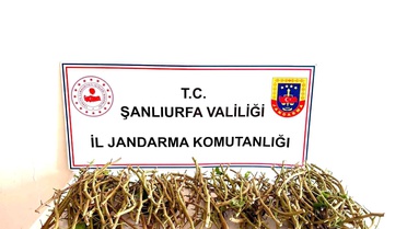 Şanlıurfa'da Fıstık Dalları Çalındı